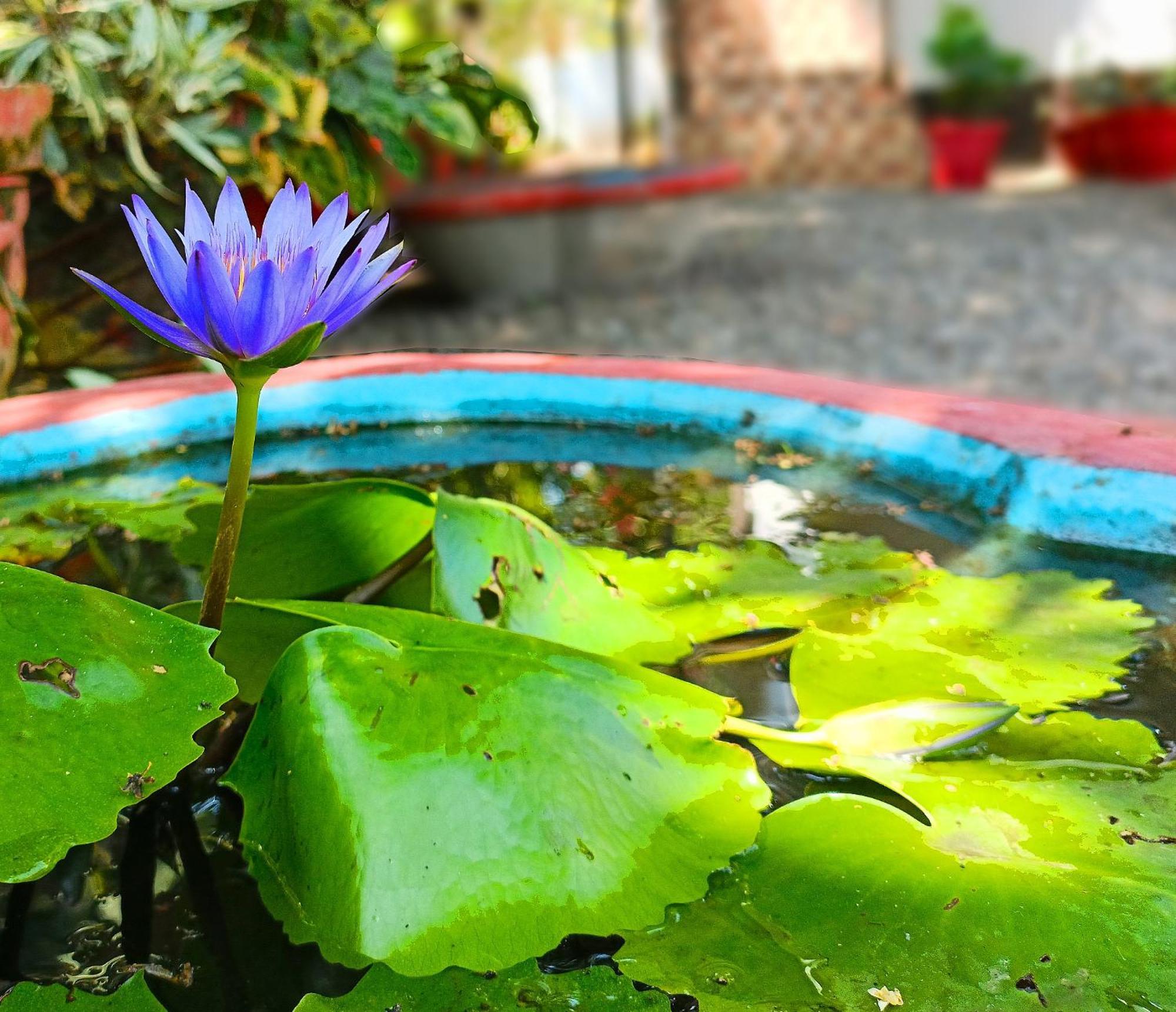 Alma Homestay Mararikulam Exterior photo